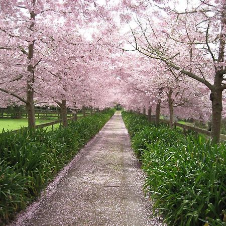 English Cherry Tree Manor Tamahere Dış mekan fotoğraf